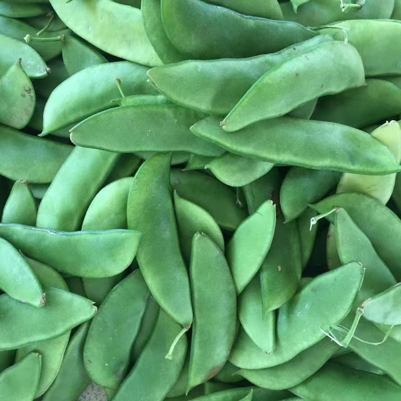 精品白玉豆量大从优质量保证对接全国欢迎咨询