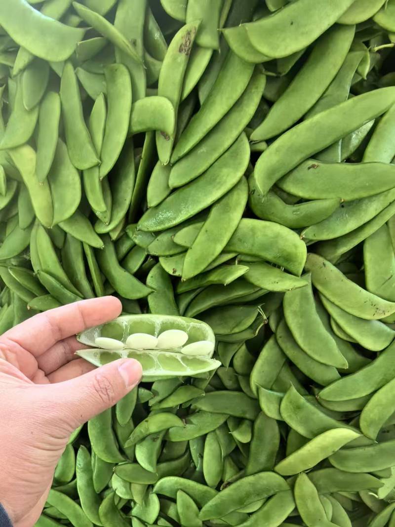 精品白玉豆量大从优质量保证对接全国欢迎咨询