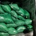 精品白玉豆量大从优质量保证对接全国欢迎咨询