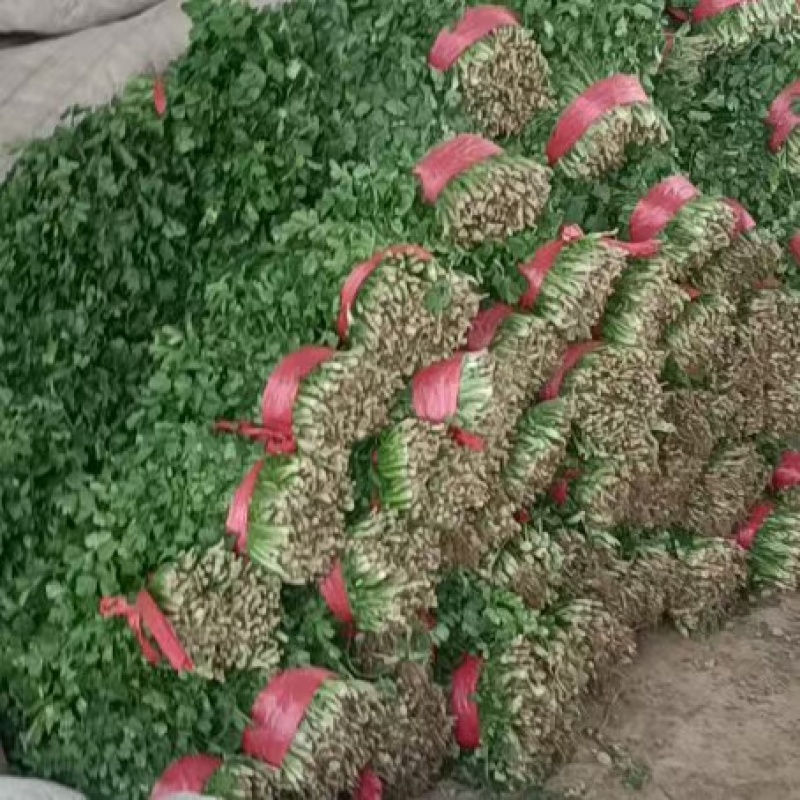 精品大叶香菜产地直发品质保证量大从优一手货源