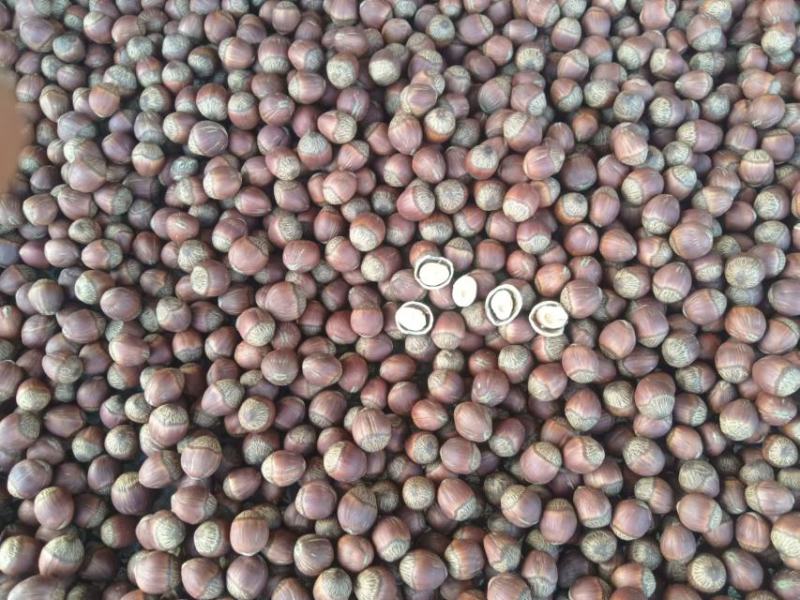 精品榛子大量上市自家种植品质保证量大价优欢迎下单