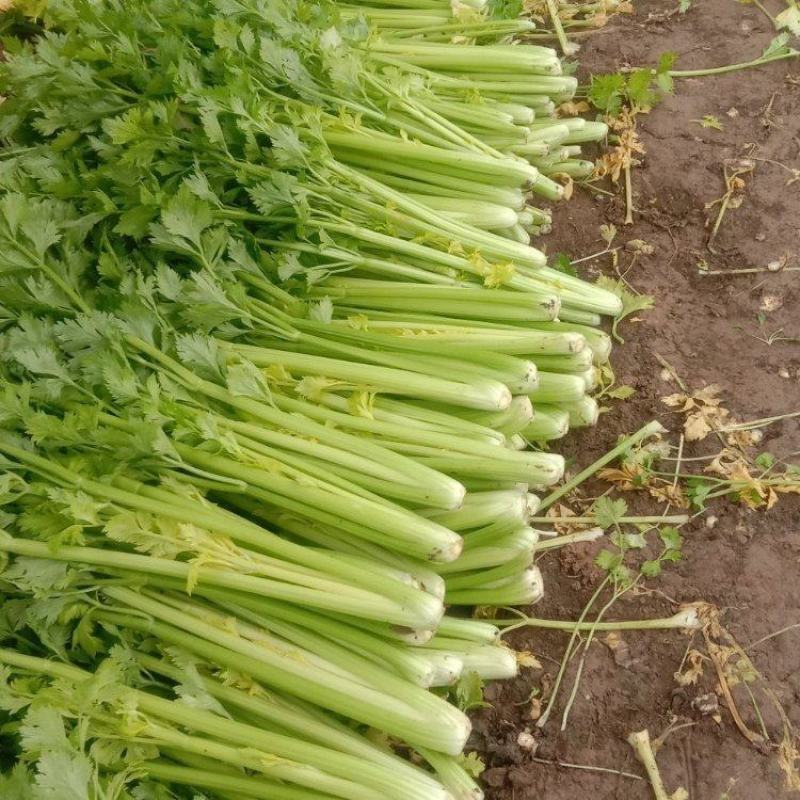 精品芹菜香芹大量上市品质保证量大从优一手货源欢迎联系