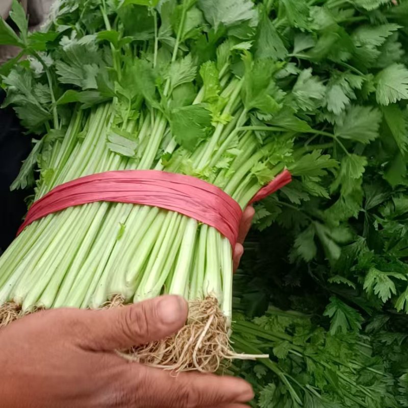 精品芹菜香芹大量上市品质保证量大从优一手货源欢迎联系