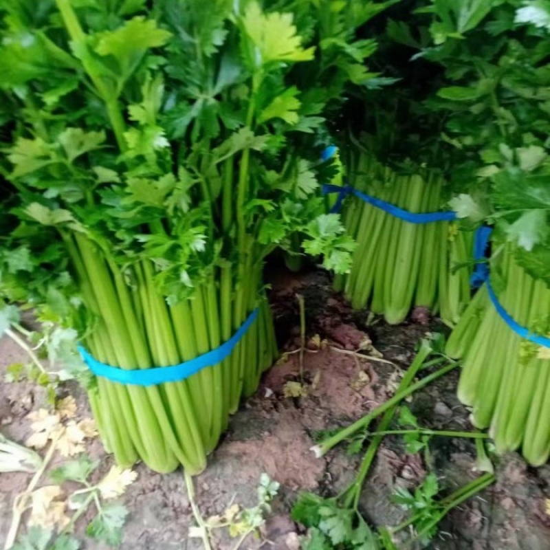 精品芹菜香芹大量上市品质保证量大从优一手货源欢迎联系
