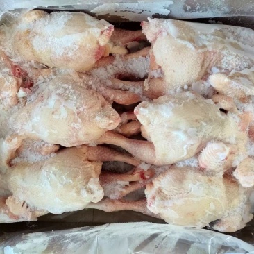二级三黄鸡