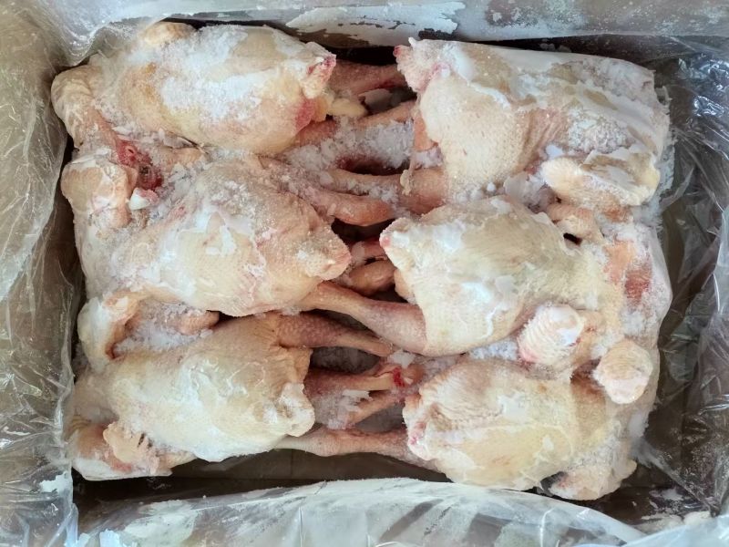 二级三黄鸡