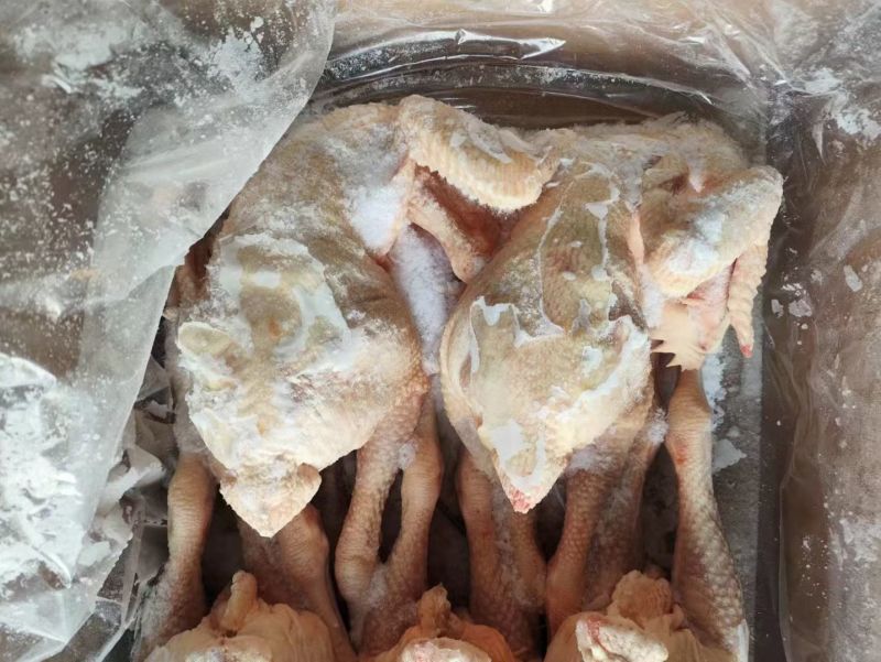 二级三黄鸡
