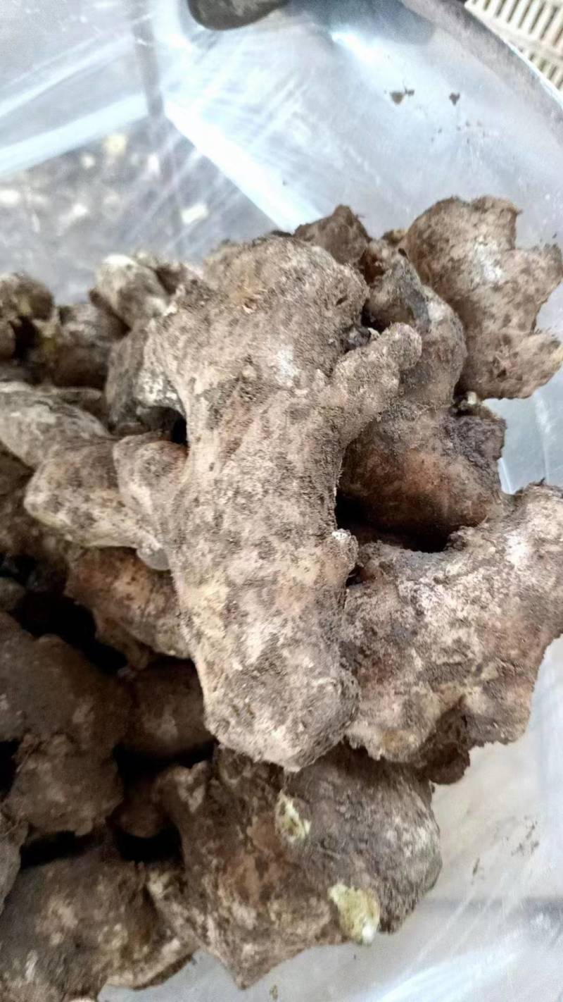 老姜母姜段水洗风干加工对接电商地摊食堂欢迎来电咨询