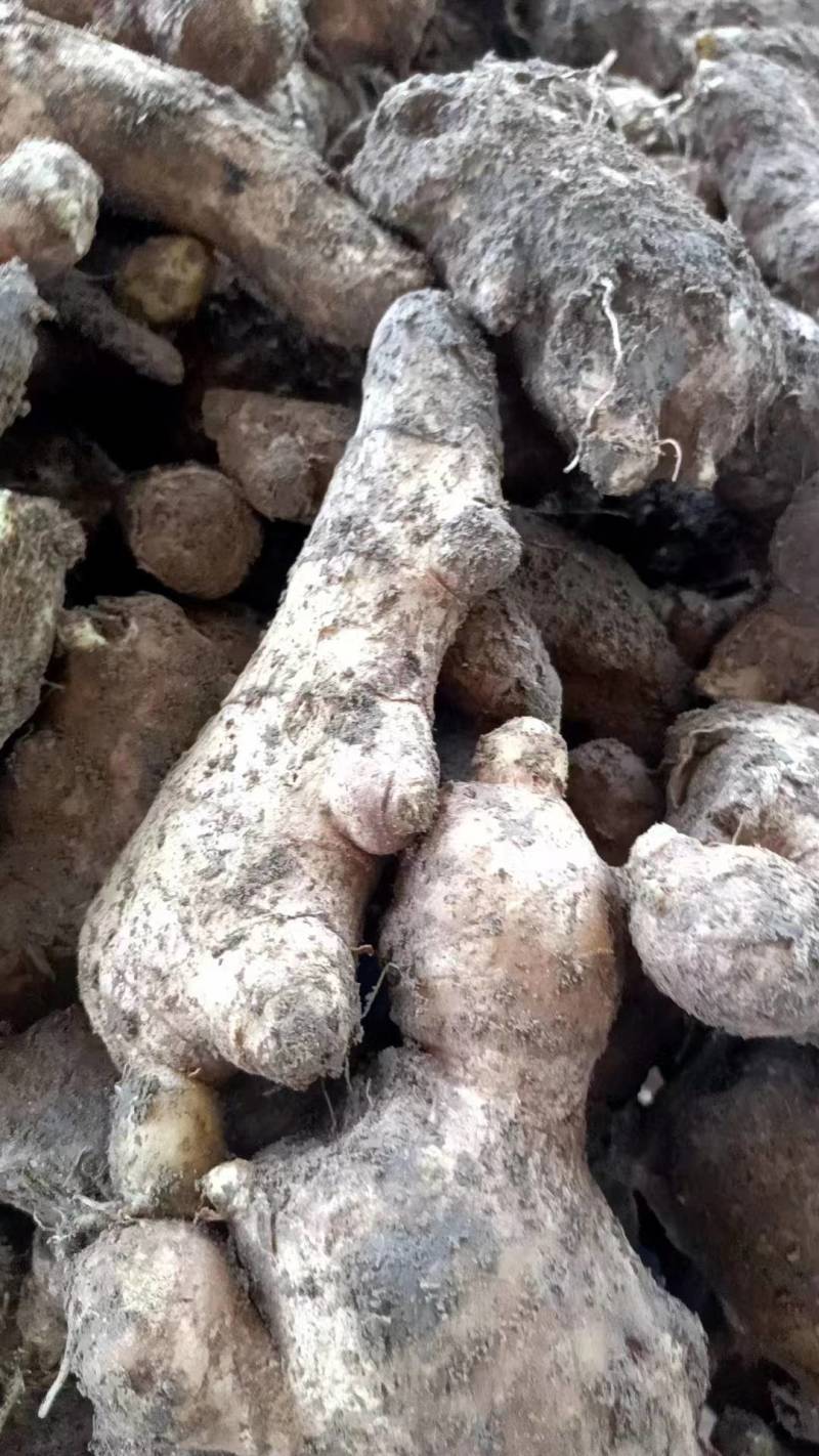 老姜母姜段水洗风干加工对接电商地摊食堂欢迎来电咨询