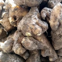 老姜母姜段水洗风干加工对接电商地摊食堂欢迎来电咨询