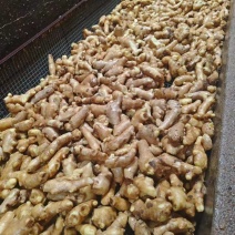 姜母产地一手货源水洗风干对接电商地摊食堂欢迎来电咨询