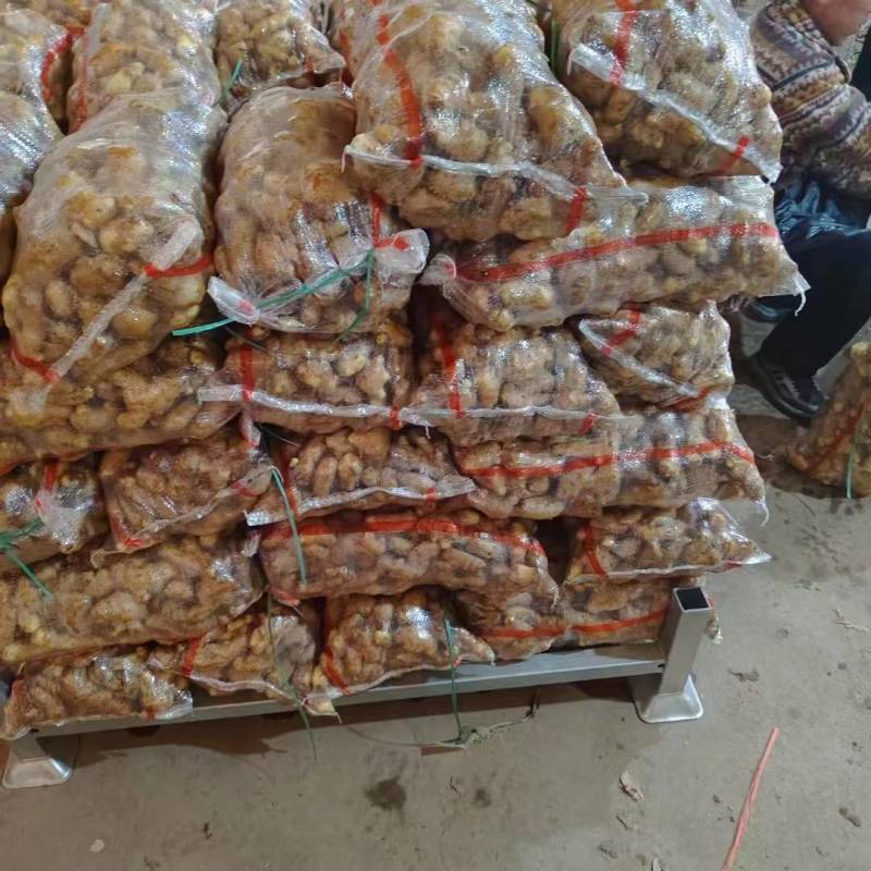 姜母产地一手货源水洗风干对接电商地摊食堂欢迎来电咨询