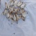 灵芝菇/一手货源/全国发货/欢迎咨询