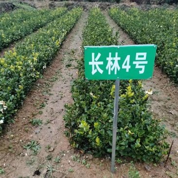 油茶苗