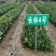 油茶苗