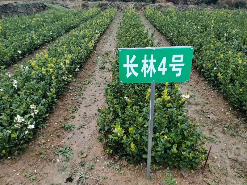 油茶苗