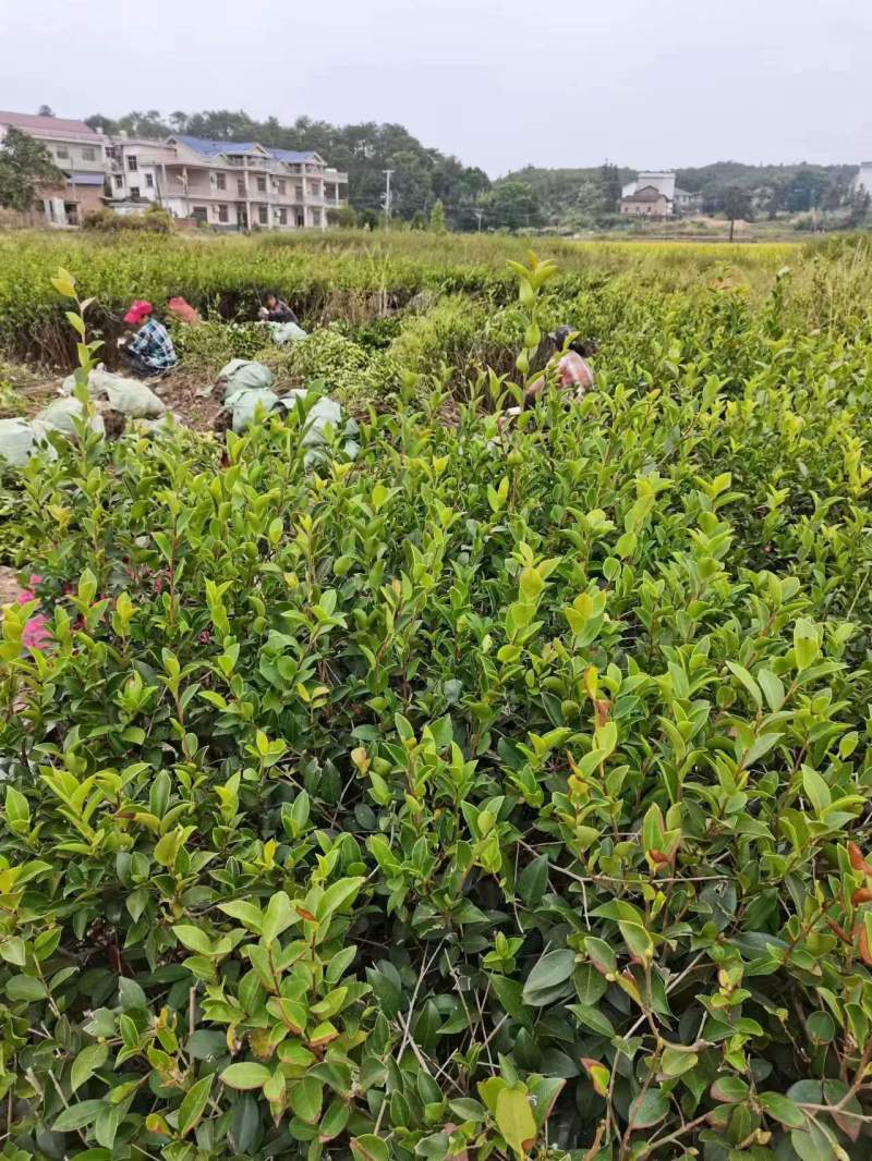 油茶苗