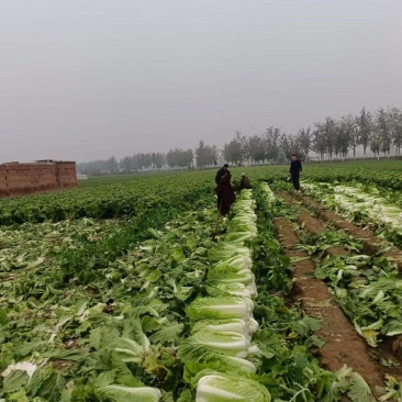 河北无极大白菜大量上市，量大质优对接电商，批发市场。