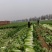 河北无极大白菜大量上市，量大质优对接电商，批发市场。