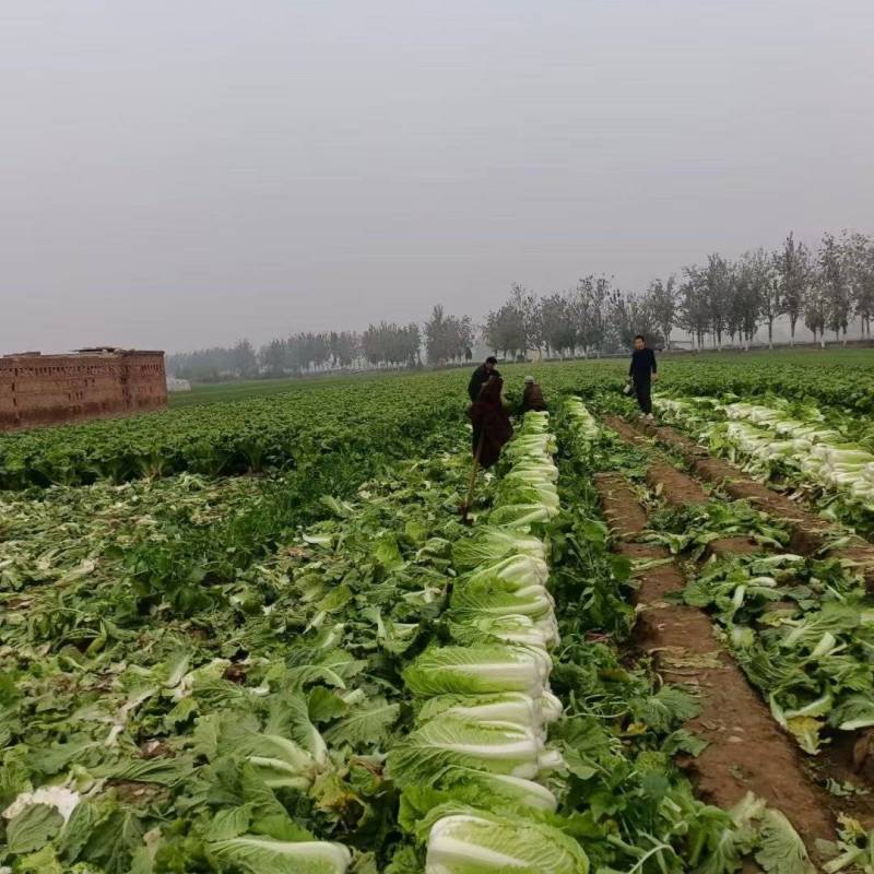 河北无极大白菜大量上市，量大质优对接电商，批发市场。