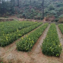 原生油茶苗