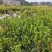 原生油茶苗