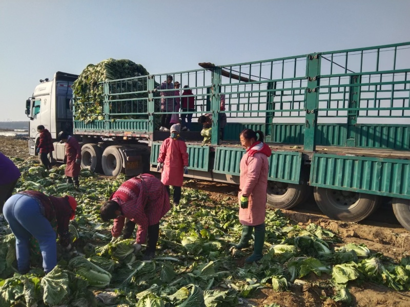 河北无极大白菜大量上市，量大质优对接电商，批发市场。
