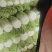 河北无极大白菜大量上市，量大质优对接电商，批发市场。