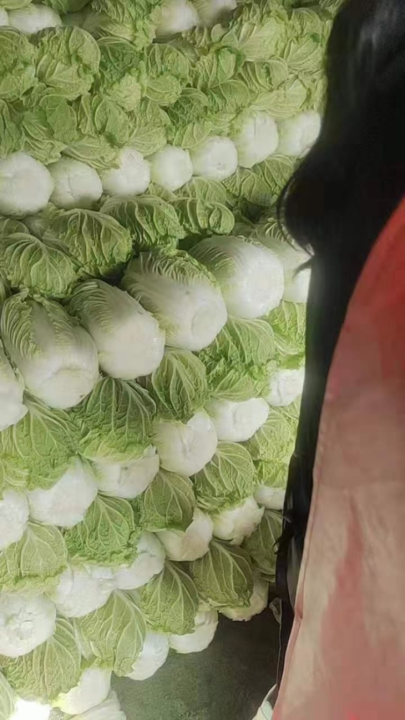 河北无极大白菜大量上市，量大质优对接电商，批发市场。