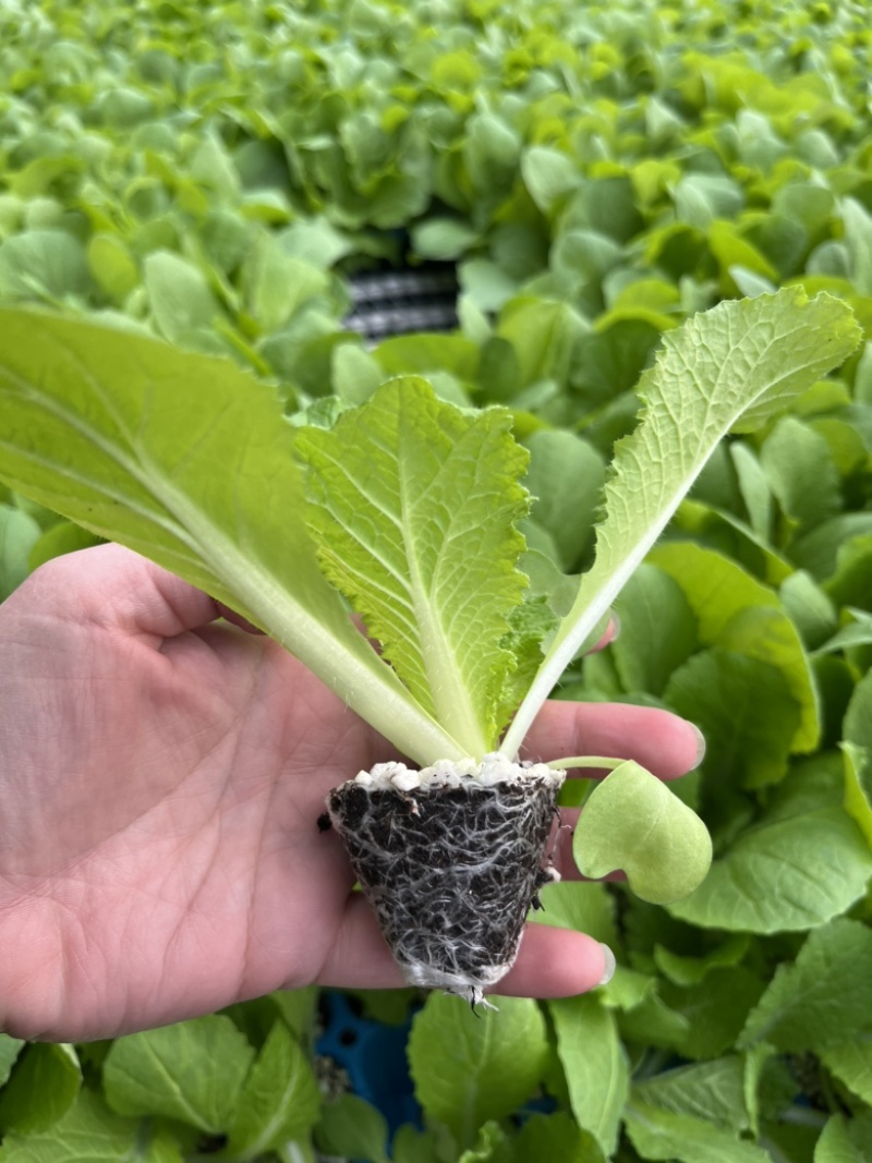 白菜苗大白菜黄心白菜苗