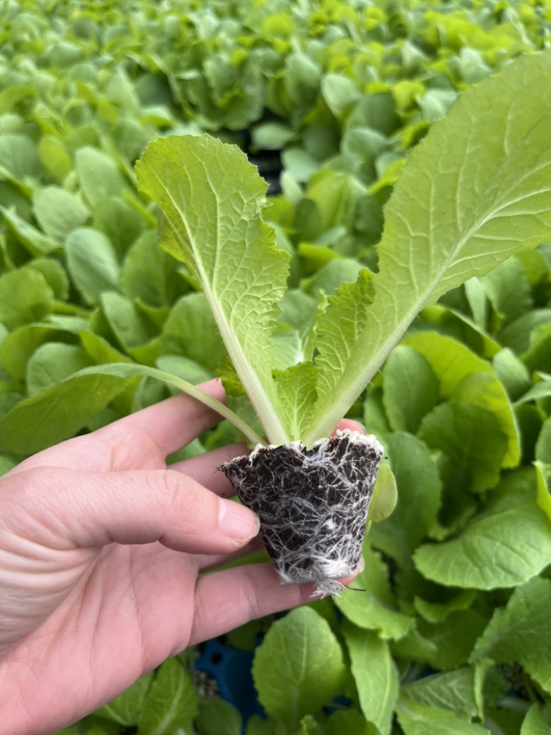 白菜苗大白菜黄心白菜苗
