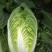 白菜苗大白菜黄心白菜苗