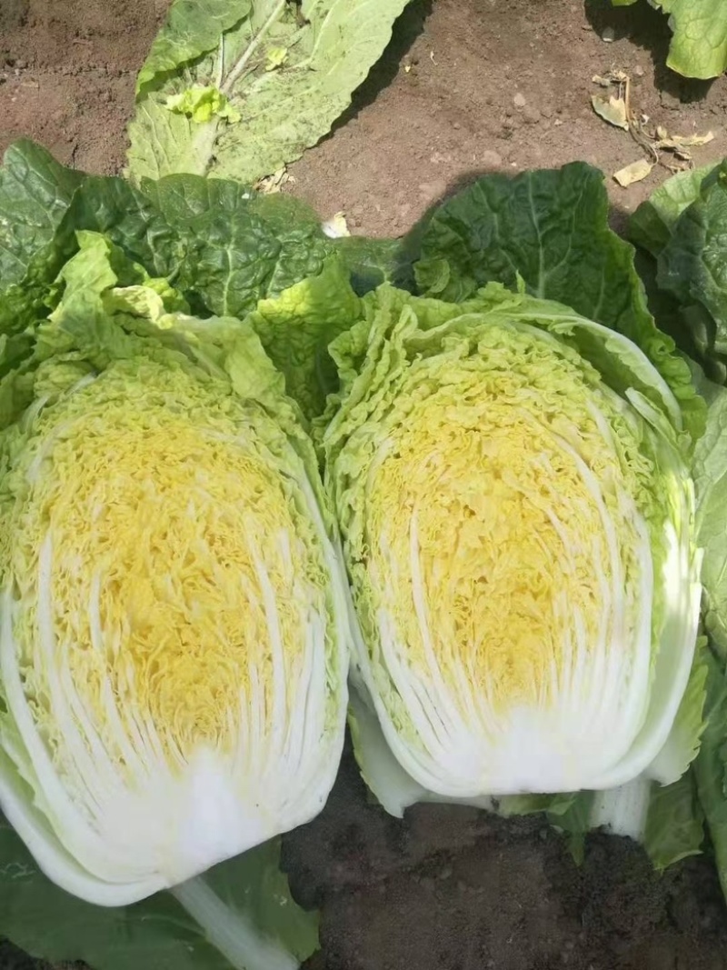 白菜苗大白菜黄心白菜苗
