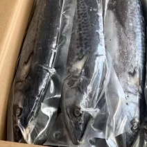 今年后期的冷水鲅鱼质量非常好有想法看过来