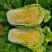 白菜苗大白菜黄心白菜苗