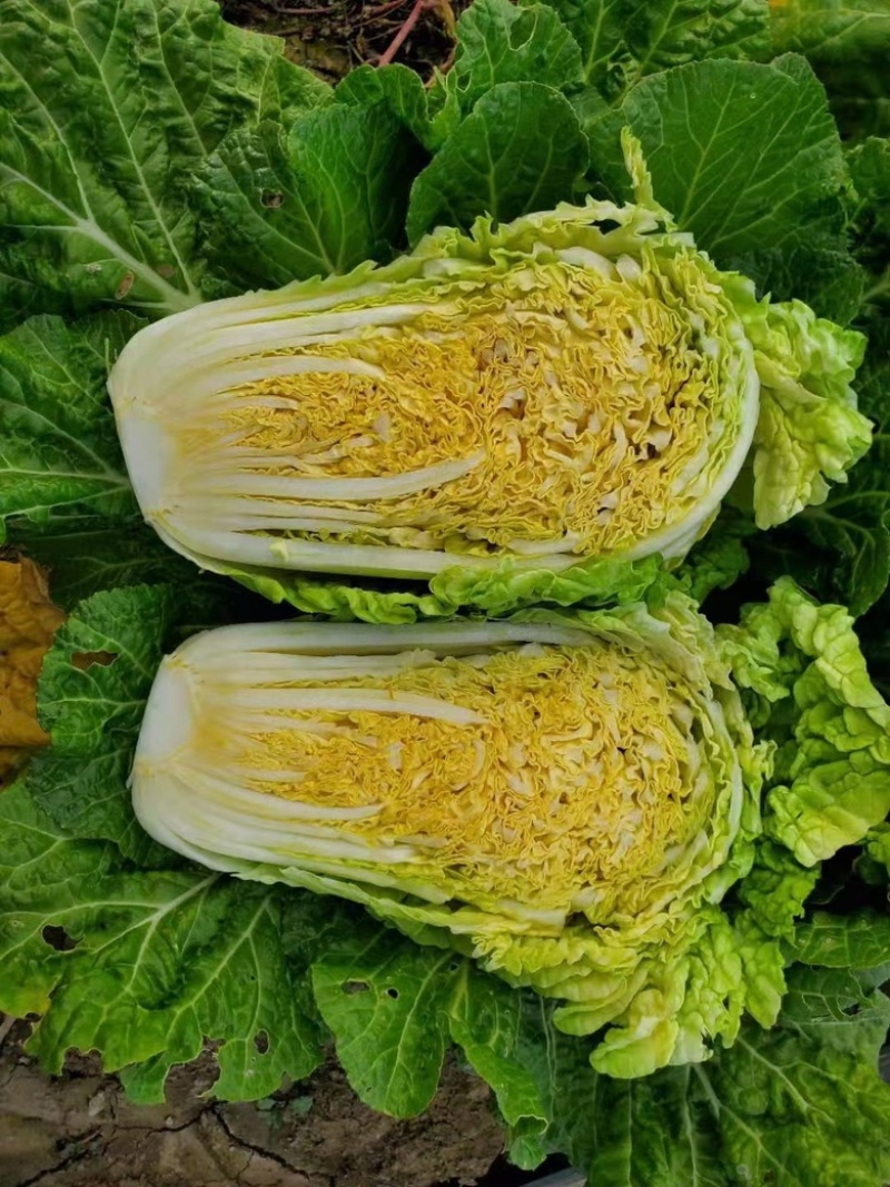 白菜苗大白菜黄心白菜苗