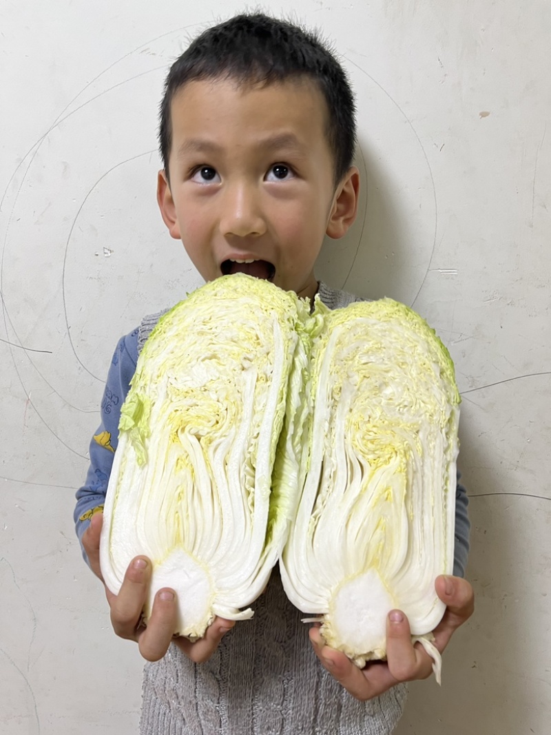 白菜苗大白菜黄心白菜苗