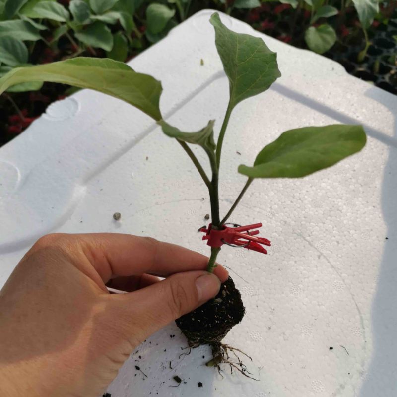 长茄苗圆茄苗嫁接茄子苗直根茄子苗