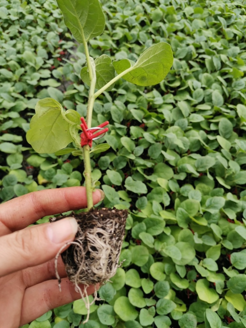 长茄苗圆茄苗嫁接茄子苗直根茄子苗