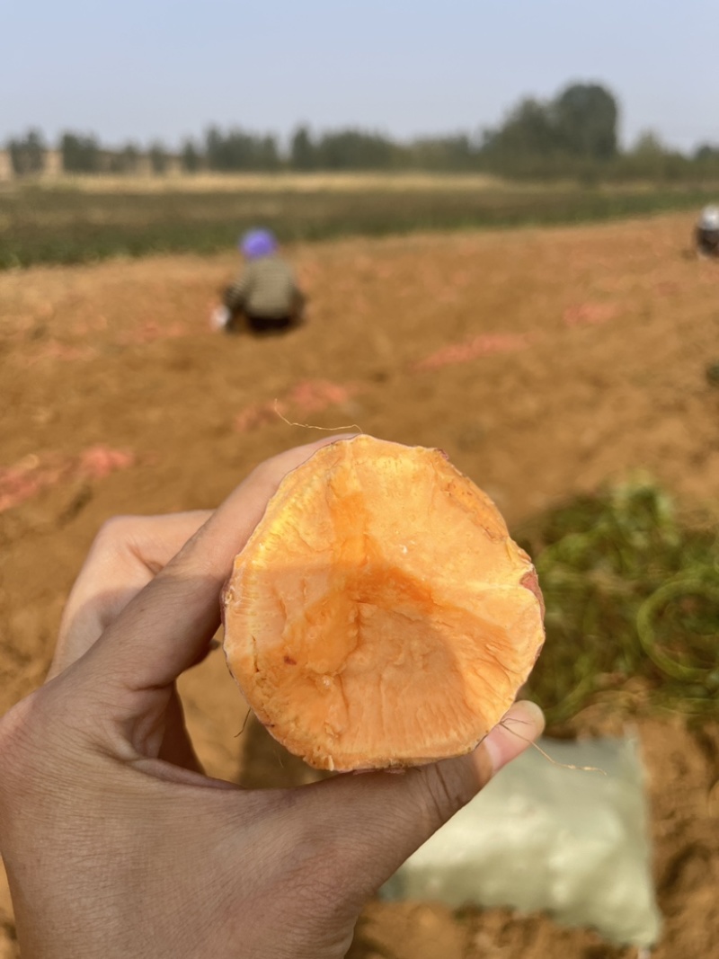 精品烟薯二五产地直发货源充足供应全国欢迎咨询！