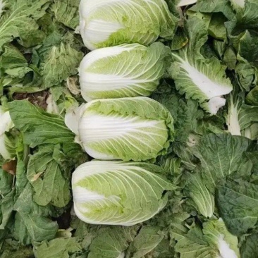 精品黄心白菜大量上市品质保证量大从优一手货源