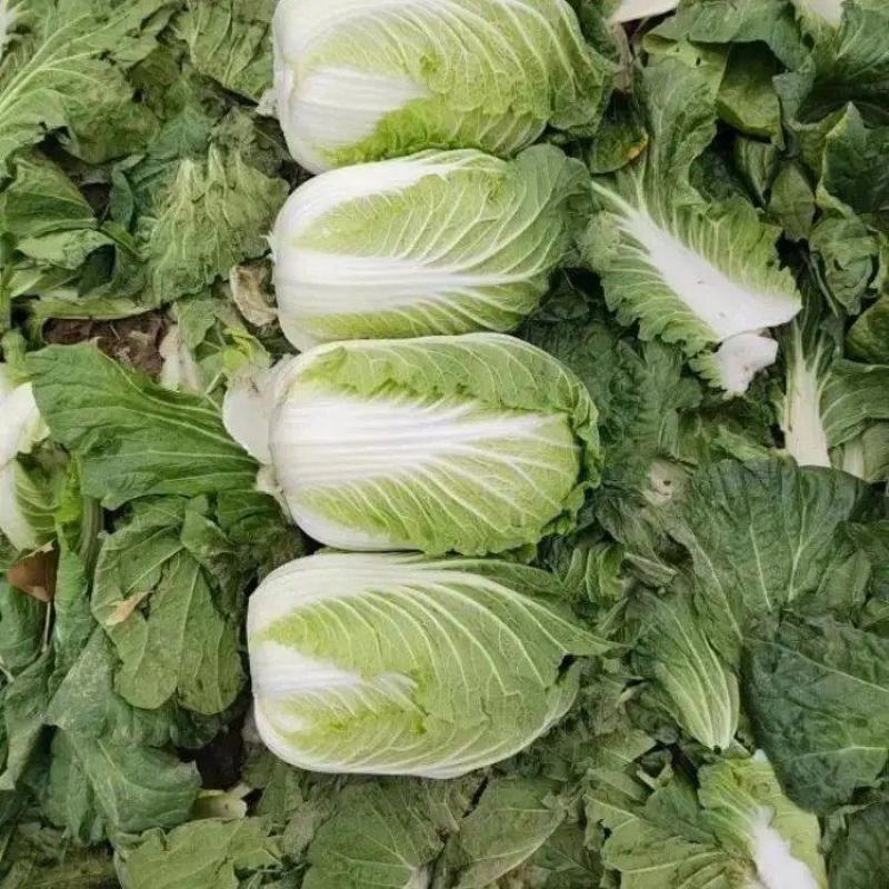 精品黄心白菜大量上市品质保证量大从优一手货源