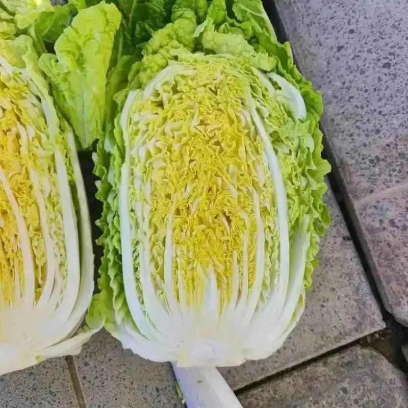 精品黄心白菜大量上市品质保证量大从优一手货源