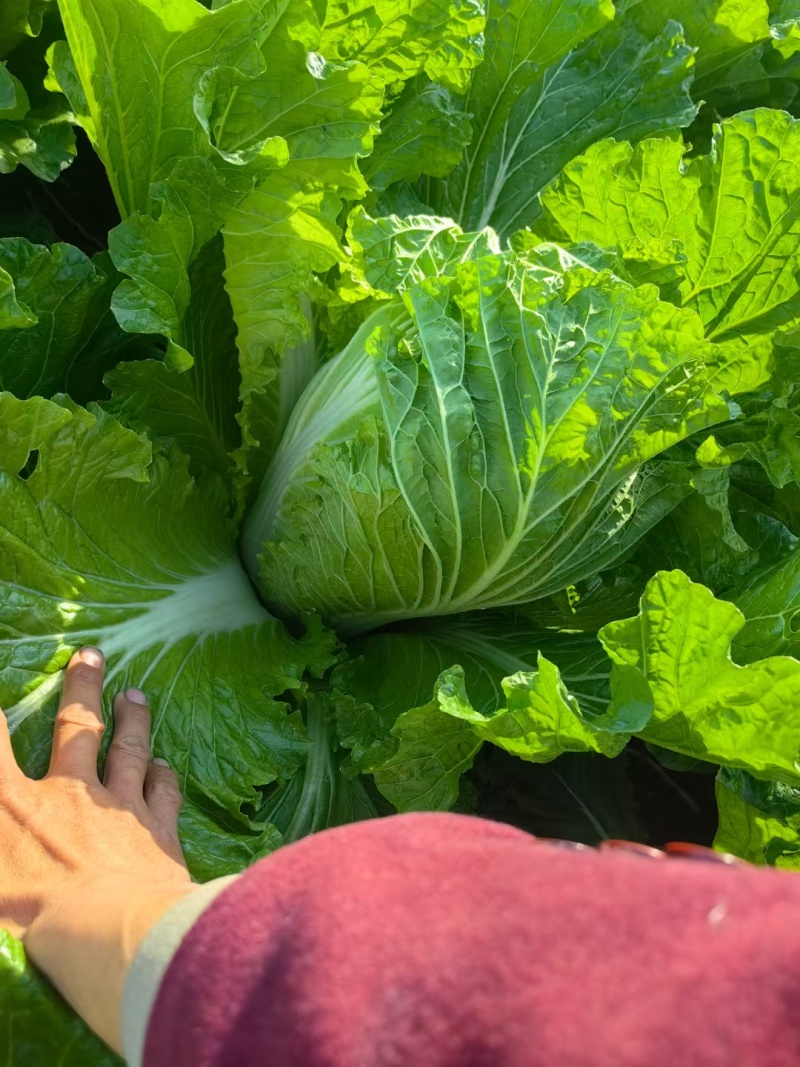 河北无极大白菜大量上市，量大质优对接电商，批发市场。