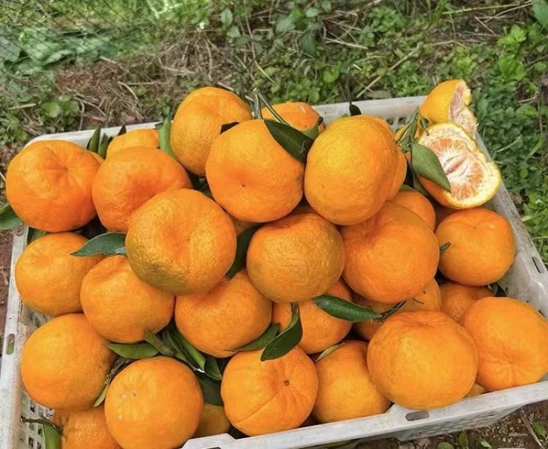 湖北枝江宜昌纯甜碰柑早熟芦柑无籽化渣汁水足产地直发