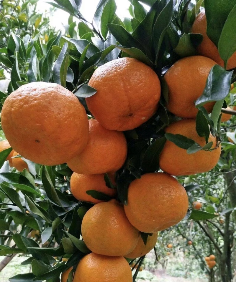 湖北枝江宜昌纯甜碰柑早熟芦柑无籽化渣汁水足产地直发
