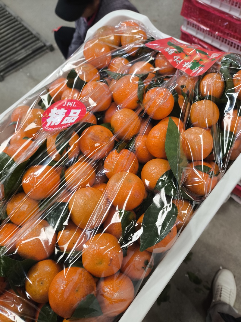 精品砂糖橘大量现货，对接全国各大市场，商超，电商平台！