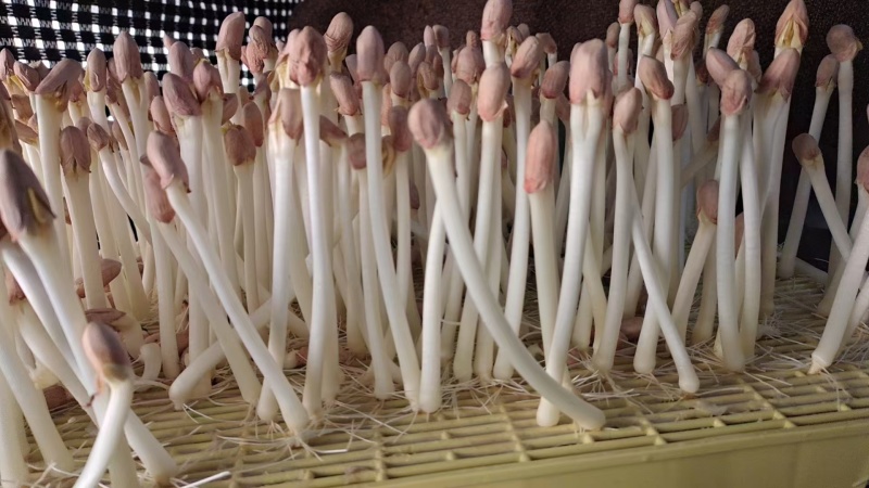 优质花生芽货量充足，发往全国各地，量大从优
