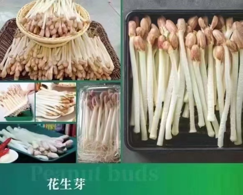 优质花生芽货量充足，发往全国各地，量大从优