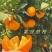 【雷波脐橙】四川凉山雷波青杠村中果质量保证全国